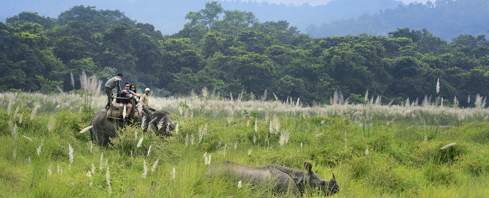 safari